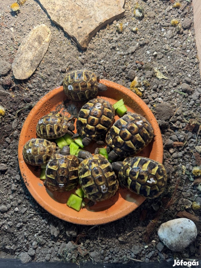 Görög teknős dalmát a leg kissebre növő alfaj