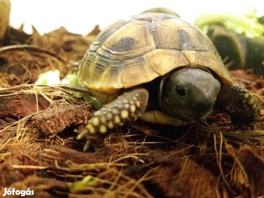 Görög teknős bébi + teljes felszerelés olcsón!