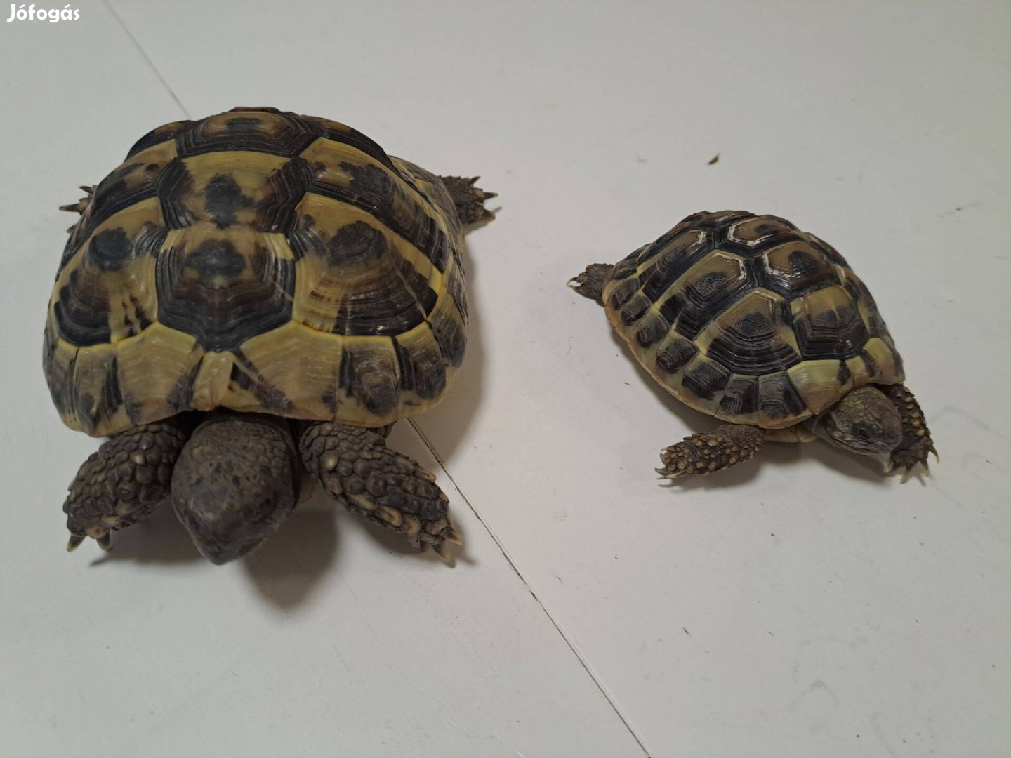 Görög teknős eladó