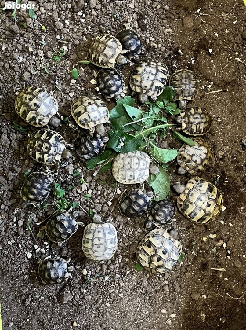 Görög teknős és szegélyes teknős