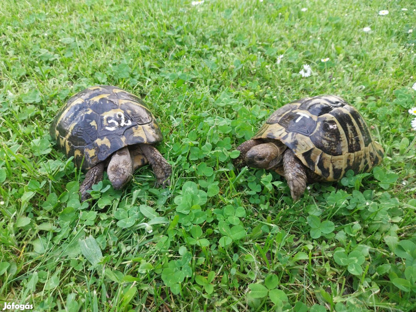 Görög teknős ivarérett pár