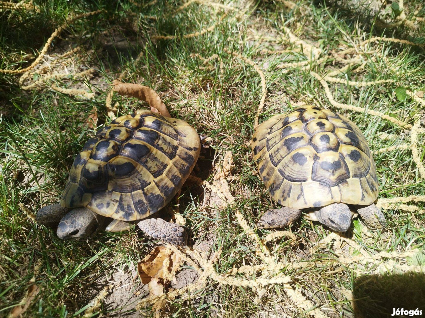 Görög teknősök eladók