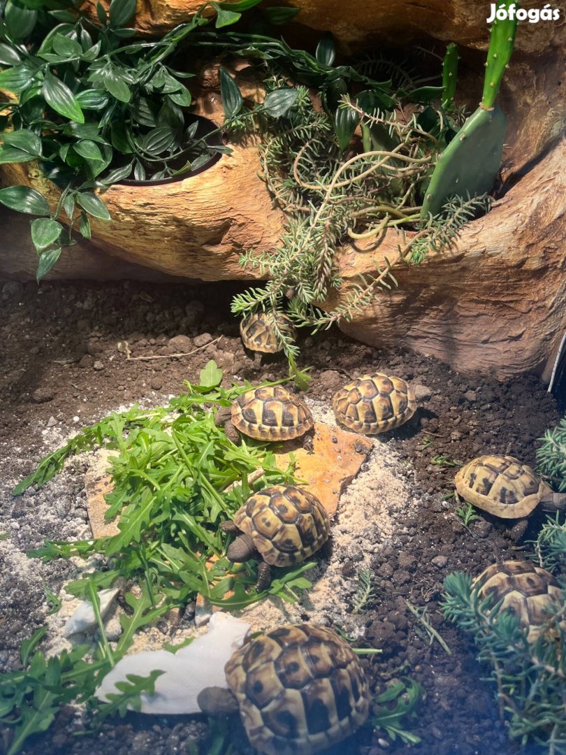 Görögteknős (testudo hermanni boettgeri)