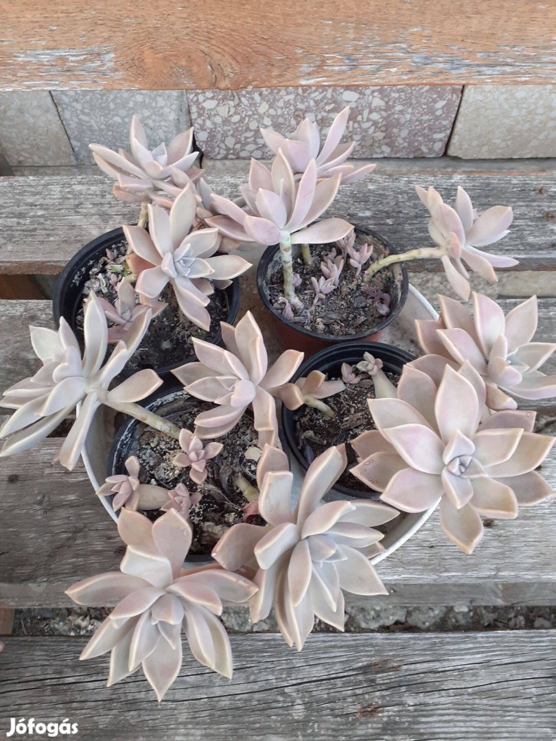 Graptopetalum paraguayese dekoratív pozsgás - 4 cserép van