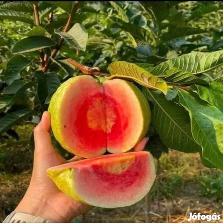 Guava, es passion gyumolcs magok