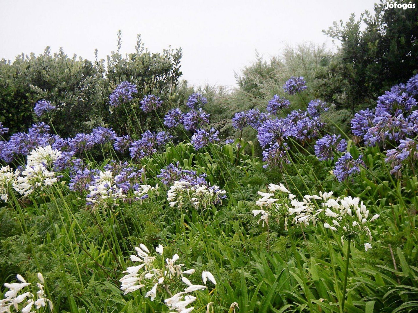 Gumós és rizómás növények tavaszi ültetésre