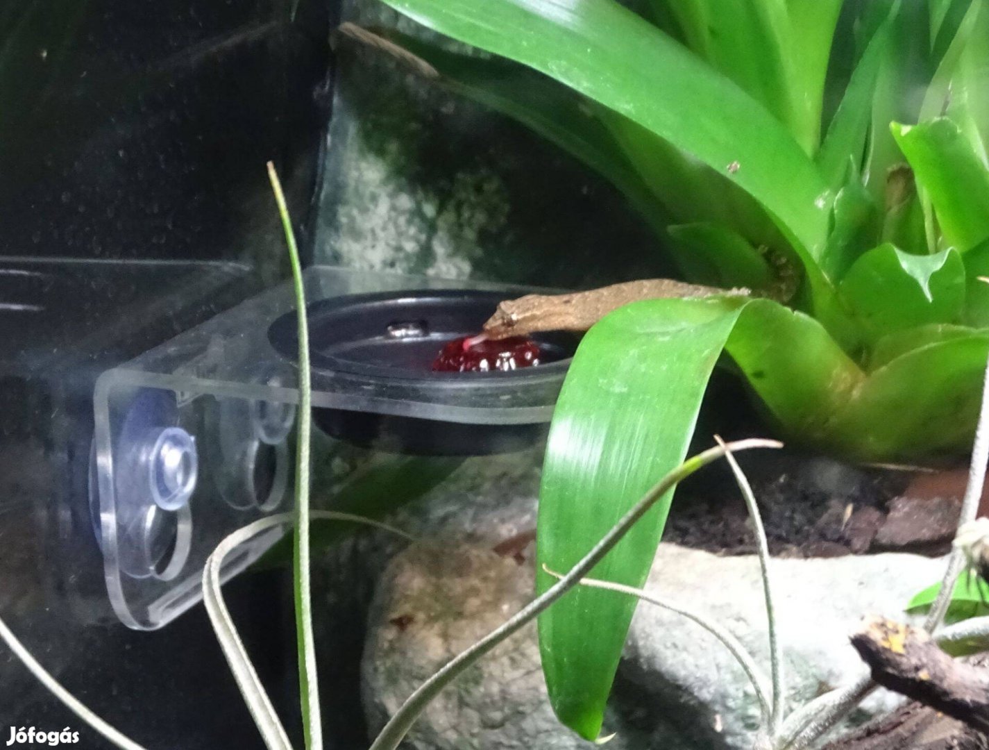Gyászos gekkó Lepidodactylus lugubris
