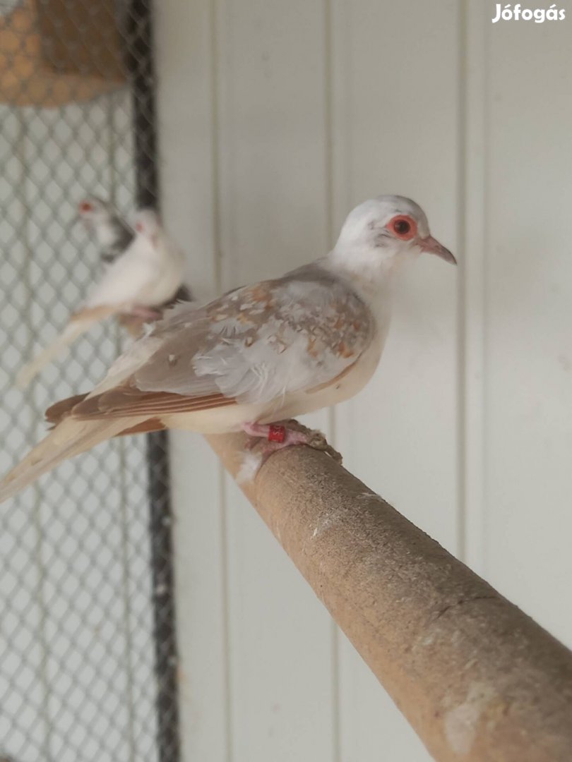 Gyémánt galambok! Csere is.