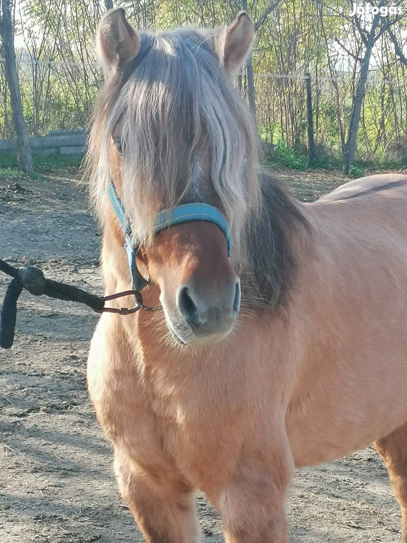 Gyerek hobbi fjord félvér kanca ló 