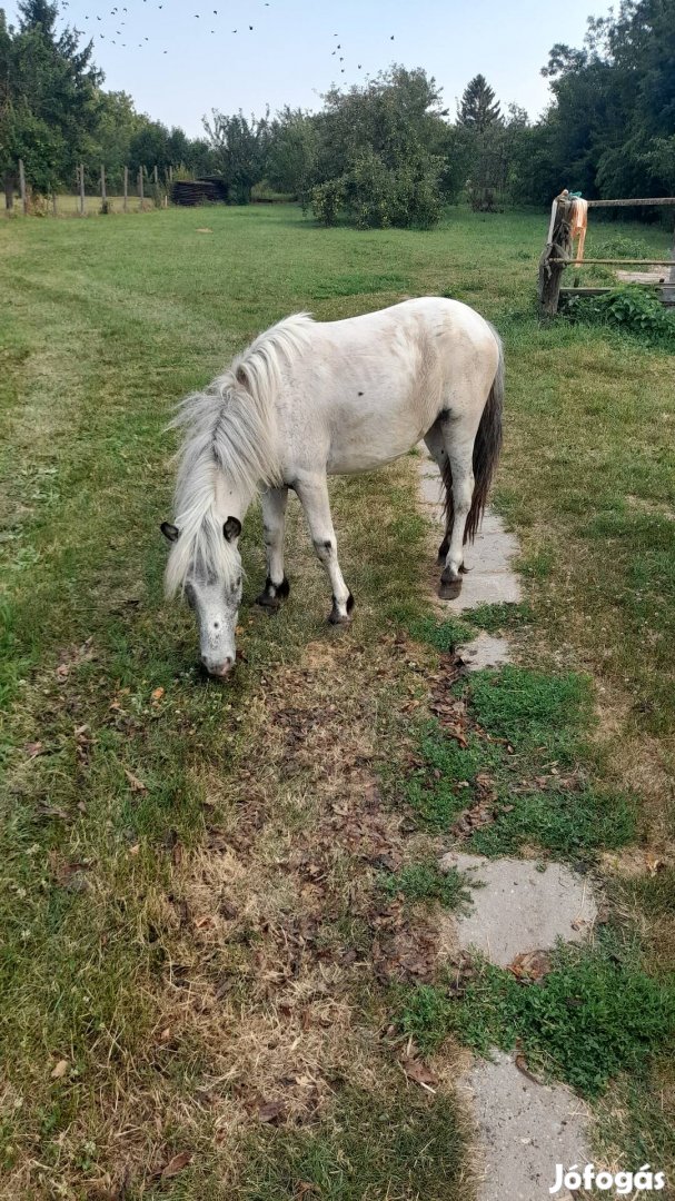 Gyerekbarat poni elado