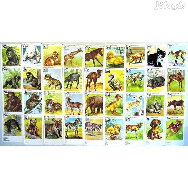 Gyermekkártya - Állatkölykök - Képes Kártya