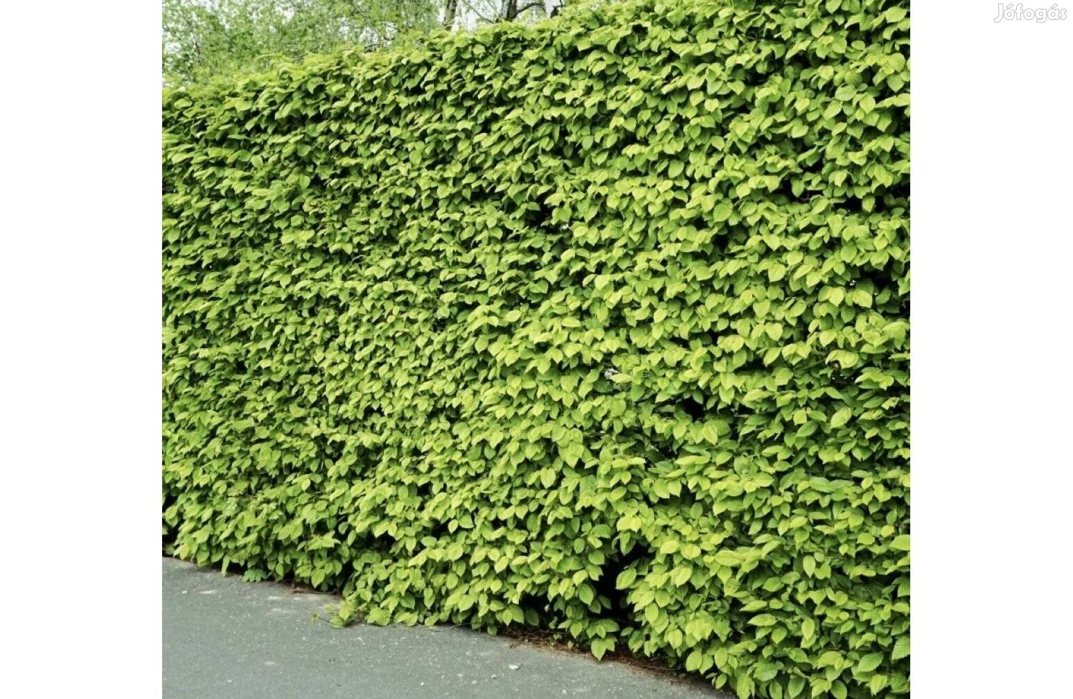 Gyertyán sövény Carpinus betulus