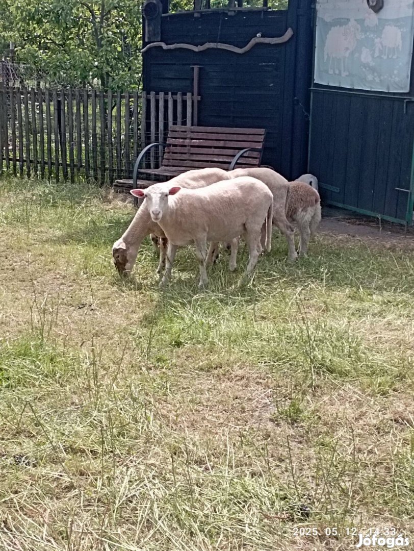 Gyimesi racka juhok eladók