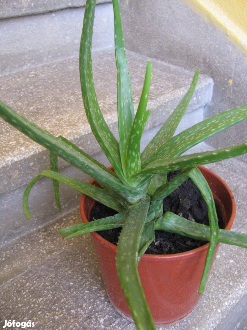 Gyógynövény Aloe Vera kb 35 cm+ cserép méret személyesen is
