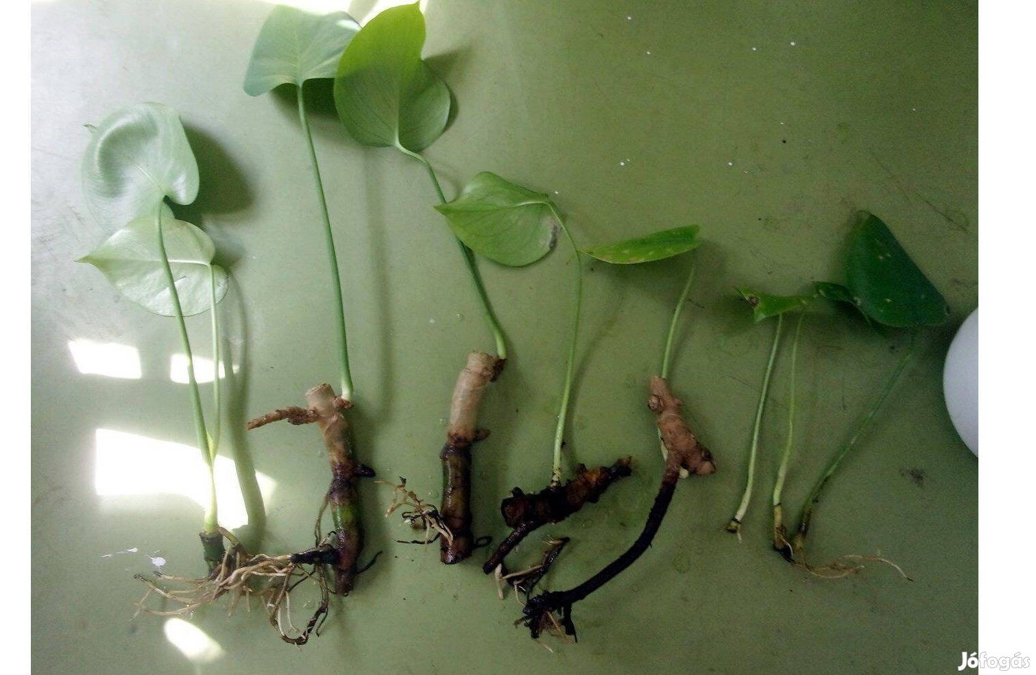 Gyökeres monstera filodendron tövek könnyezőpálma