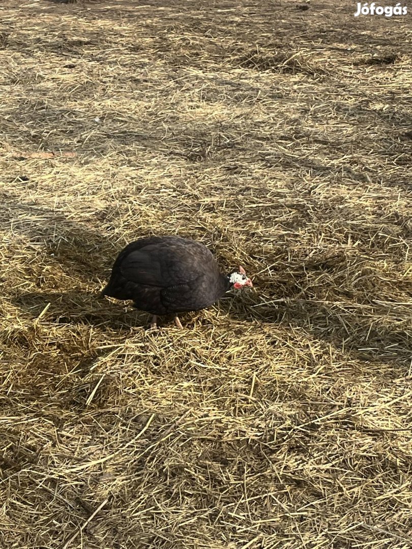 Gyöngy tyúk eladó