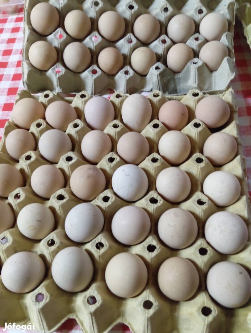 Gyöngyös tojas keltetésre  alkalmas eladó