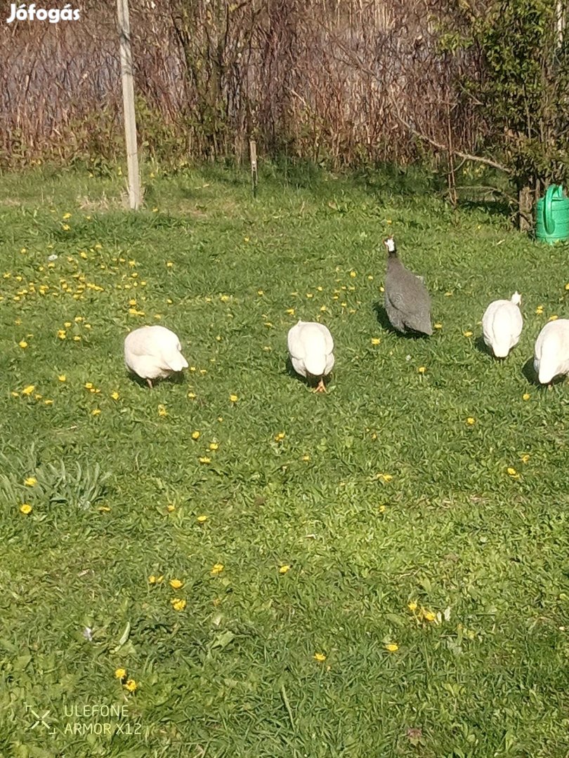 Gyöngyös tyúkok eladók
