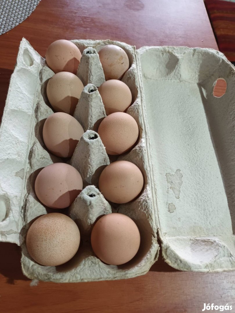 Gyöngytyúk, gyöngyi, gyöngyös tojás eladó