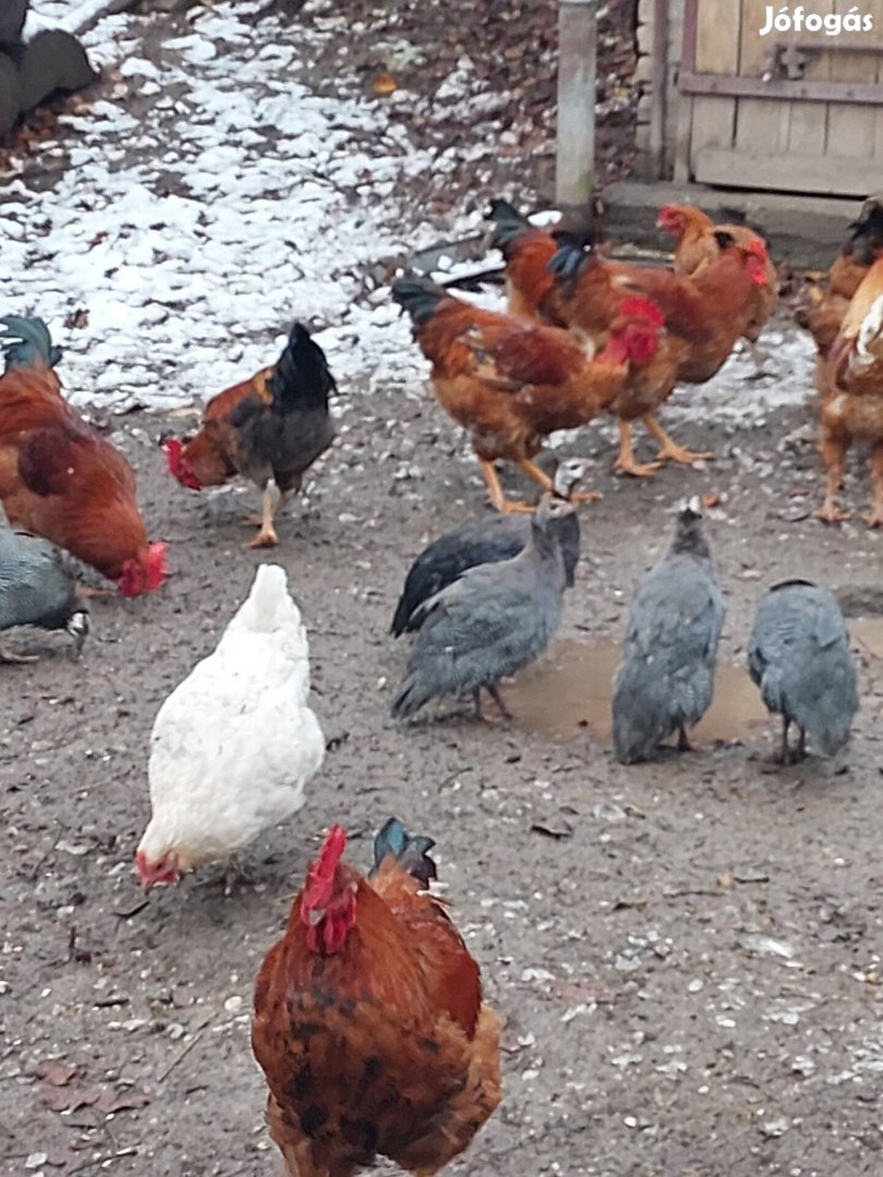 Gyöngytyúk kakast vennék