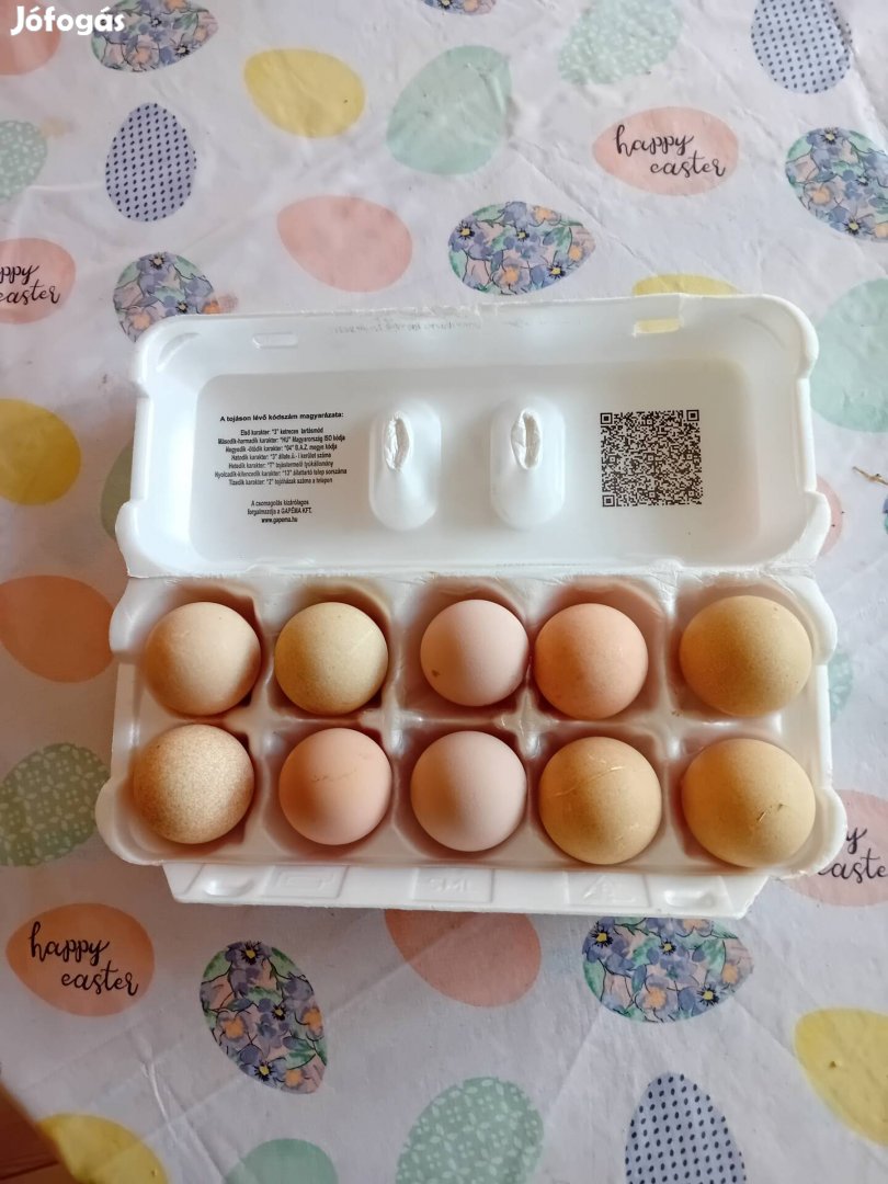 Gyöngytyúk tojás keltetésre!