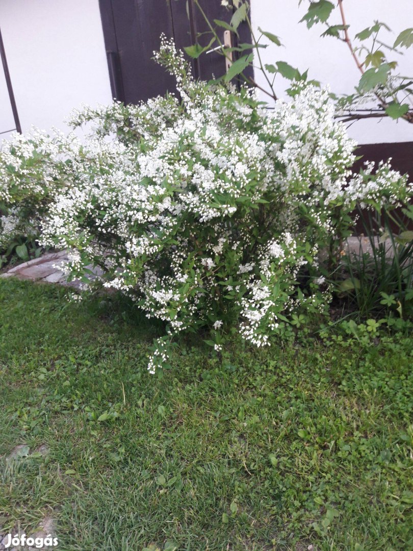 Gyöngyvirágcserje, fehér bokor