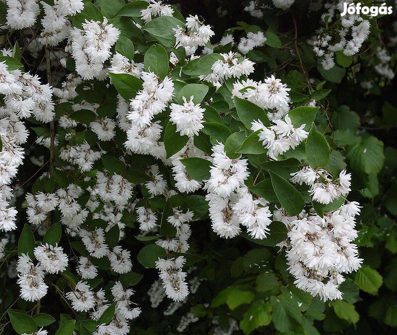 Gyöngyvirágcserje érdeslevelű Deutzia scabra