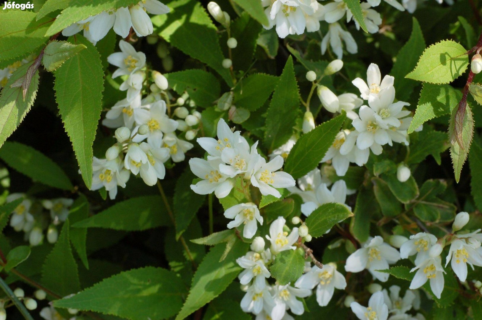 Gyöngyvirágcserje karcsú, Deutzia gracilis