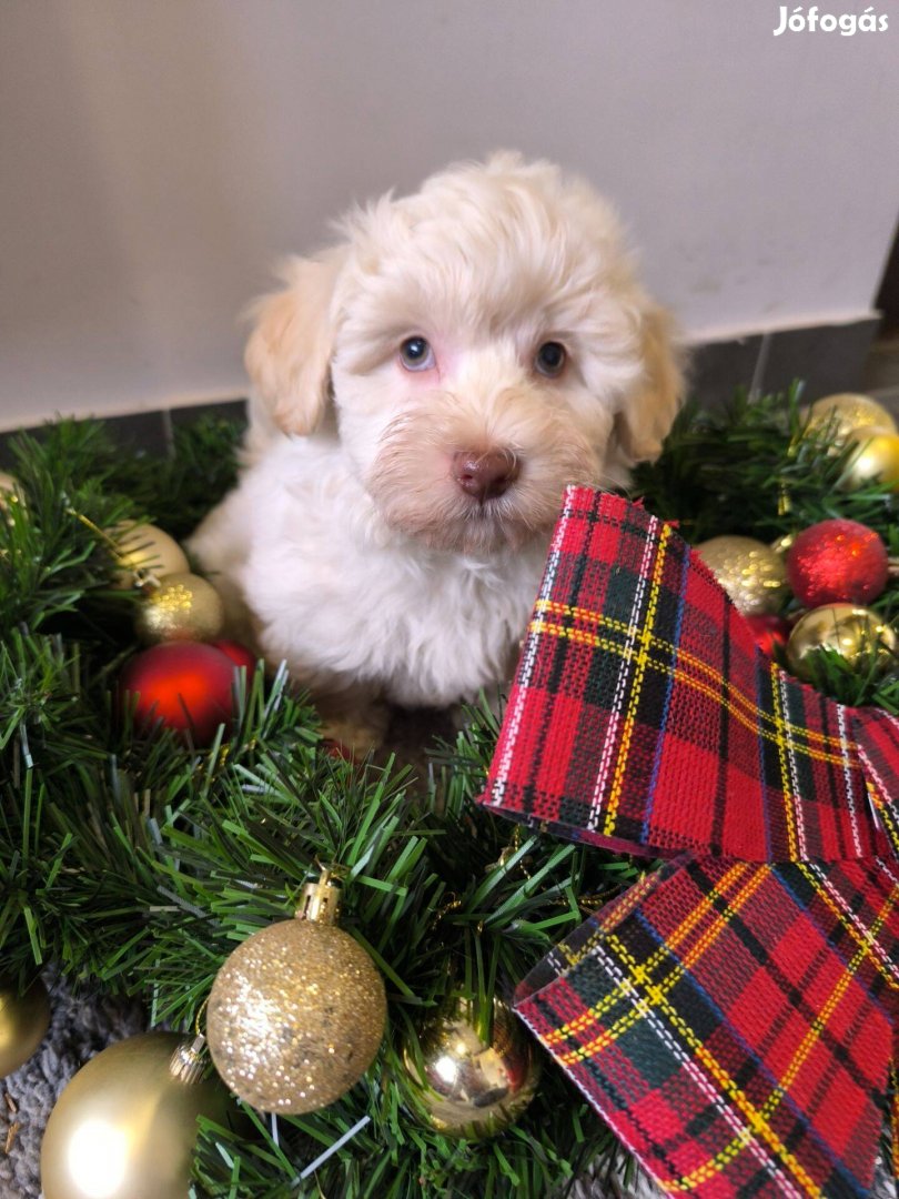 Gyönyörű Bichon Havanese cukiságok