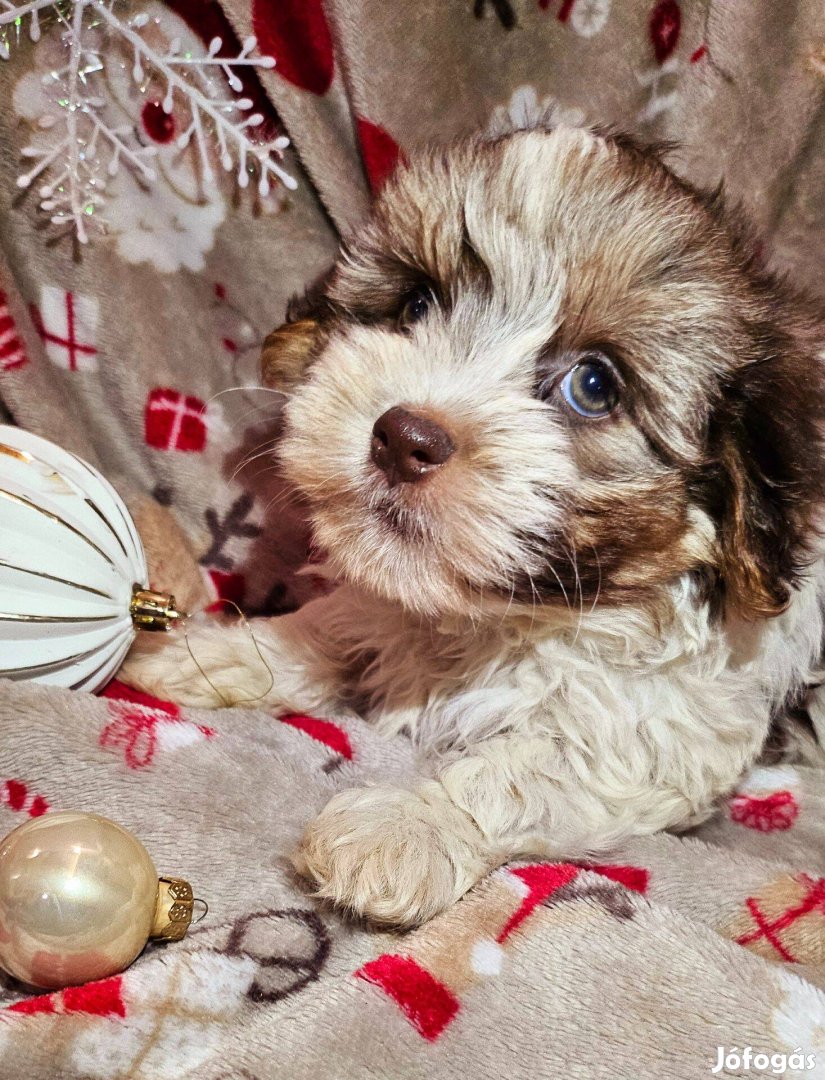 Gyönyörű Bichon Havanese kiskutyak