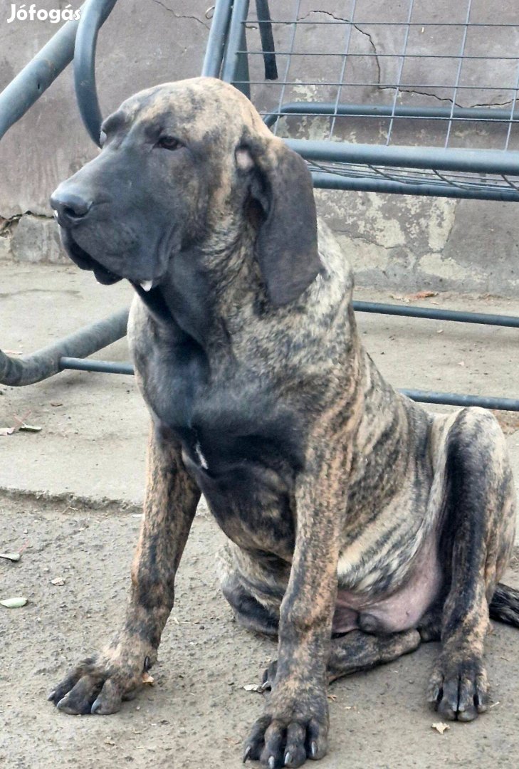 Gyönyörű Fila Brasileiro kölykök