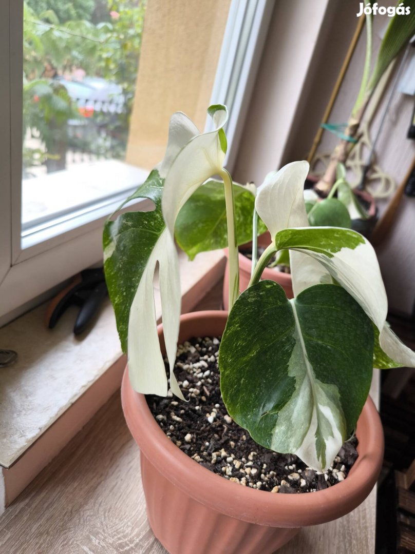 Gyönyörű Monstera növendékek!