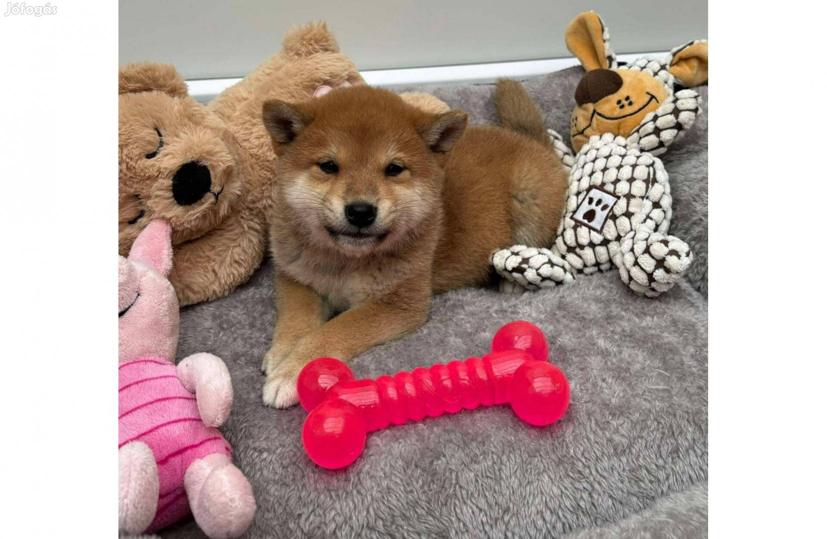 Gyönyörű Shiba inu kisfiú gazdiját keresi Bármikor elvihető