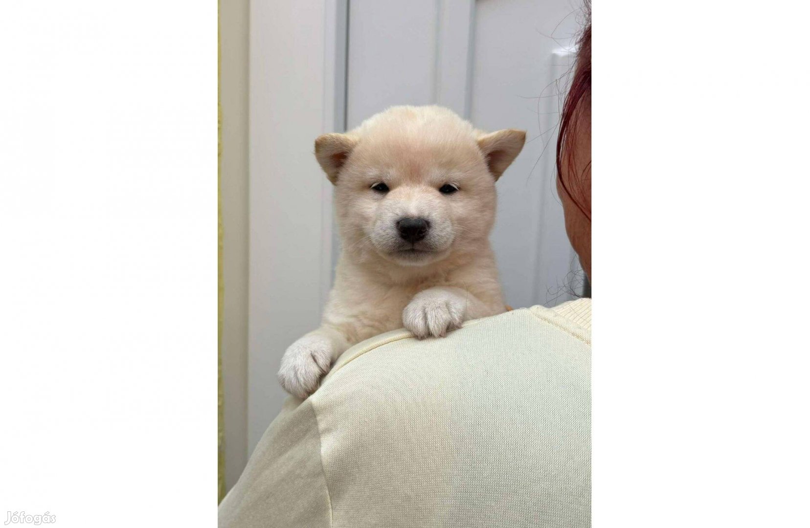 Gyönyörű Shiba inu krém macis kisfiú kiskutya jegesmaci :)