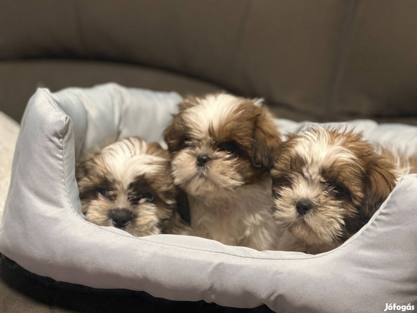 Gyönyörű Si-cu kiskutyák eladók!