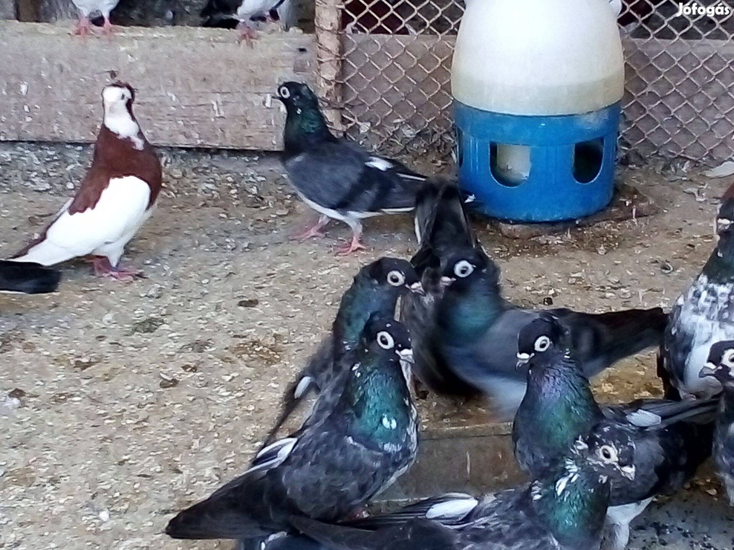 Gyönyörű Szegedi Magasszálló Keringő galambok
