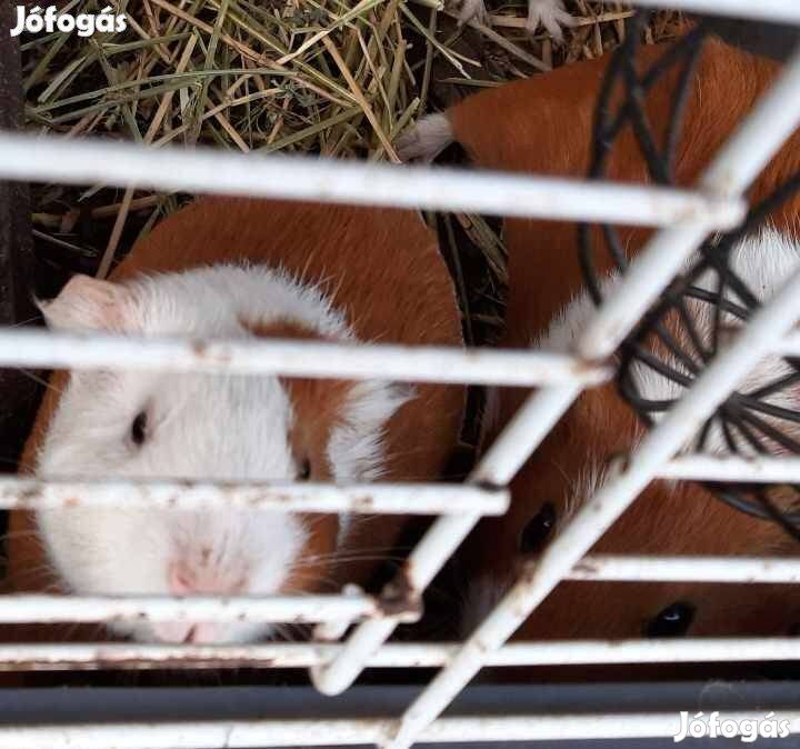 Gyönyörű Tengerimalacok eladók, akár ketreccel is