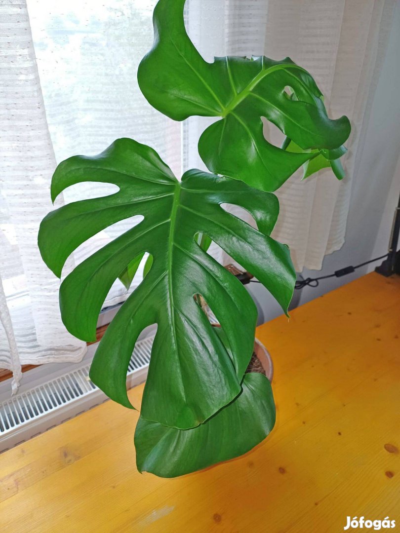 Gyönyörű, egészséges Monstera, Könnyezőpálma