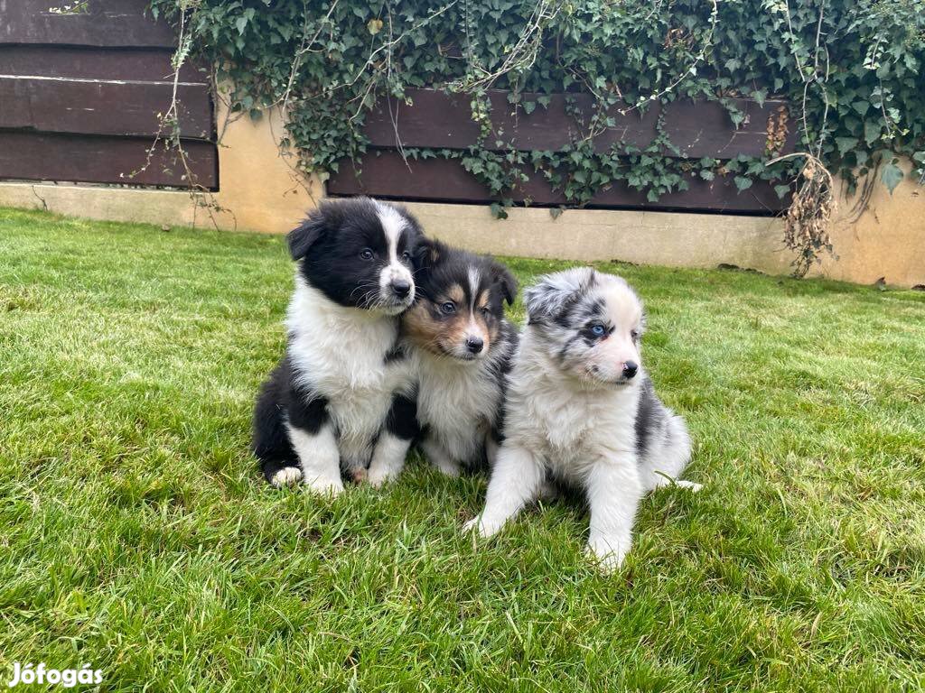 Gyönyörű border collie kiskutyák eladók!