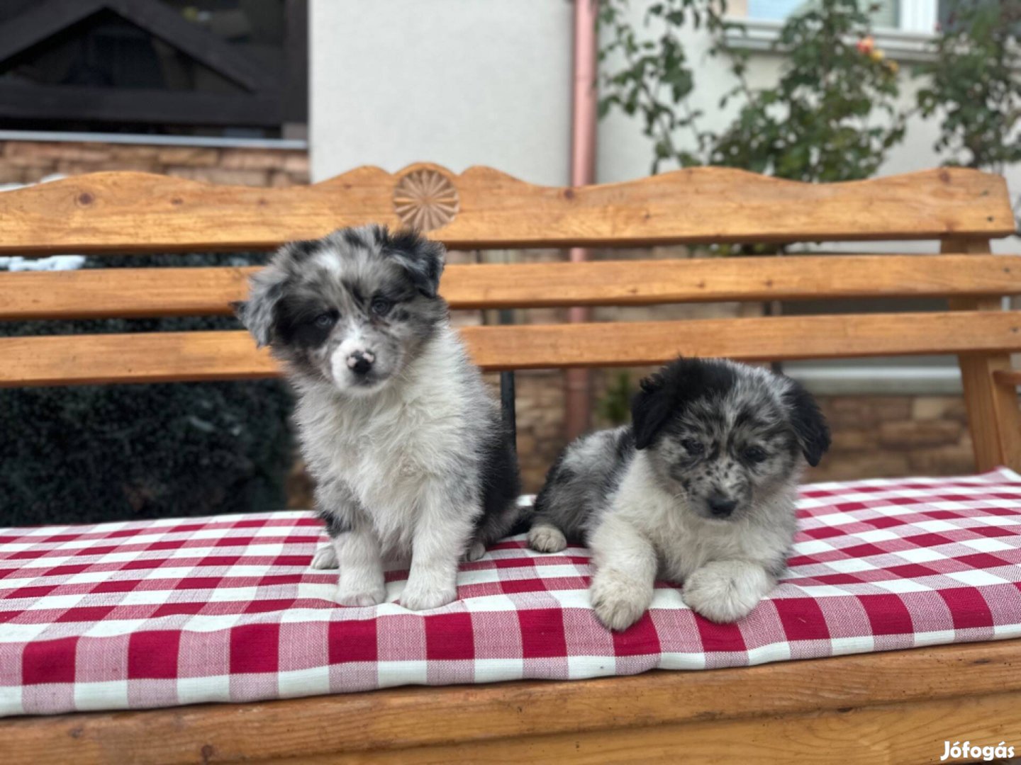 Gyönyörű border collie kiskutyák eladók!