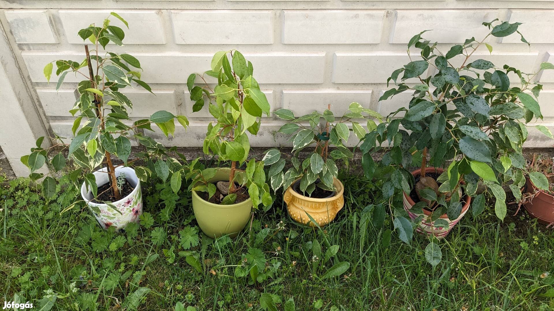 Gyönyörű ficus benjamina többféle 
