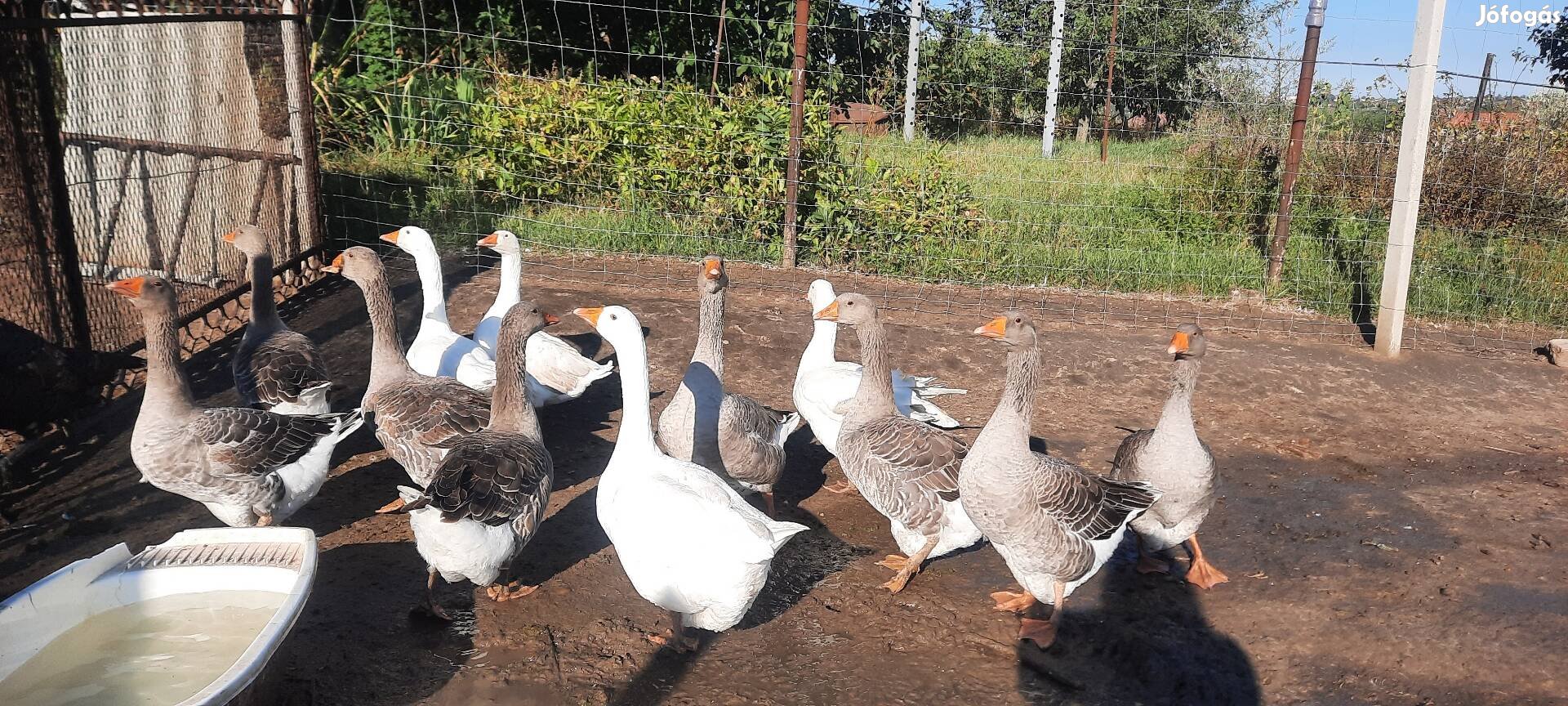 Gyönyörű házi libáim eladók,saját nevelés