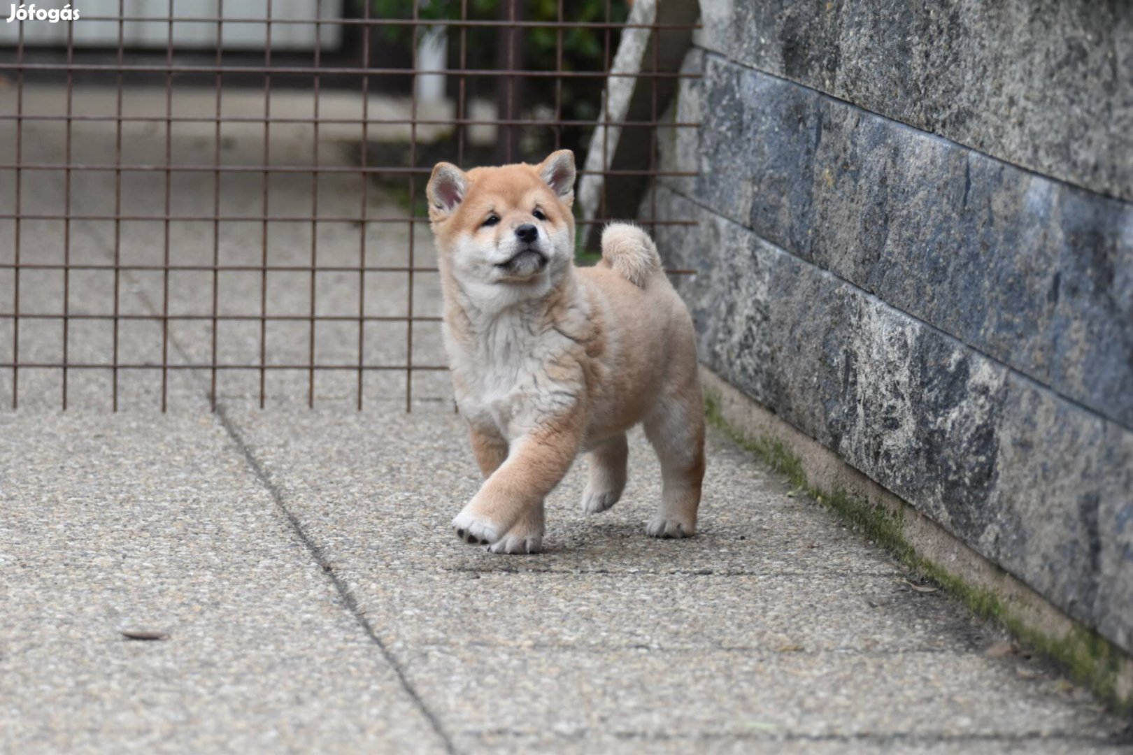 Gyönyörű macis Shiba Inu fiú gazdiját keresi