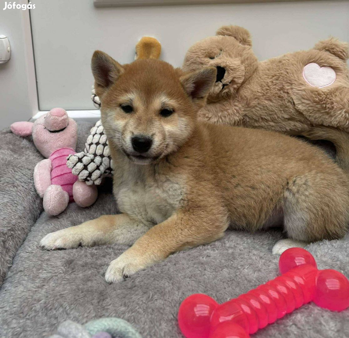 Gyönyörű macis Shiba inu kisfiú