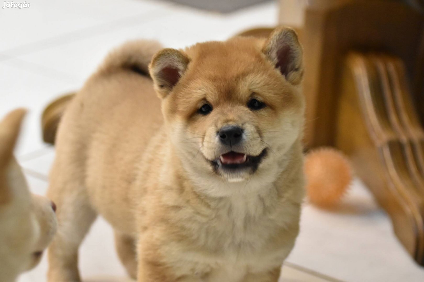 Gyönyörű macis, mosolygós Shiba Inu fiú gazdiját keresi