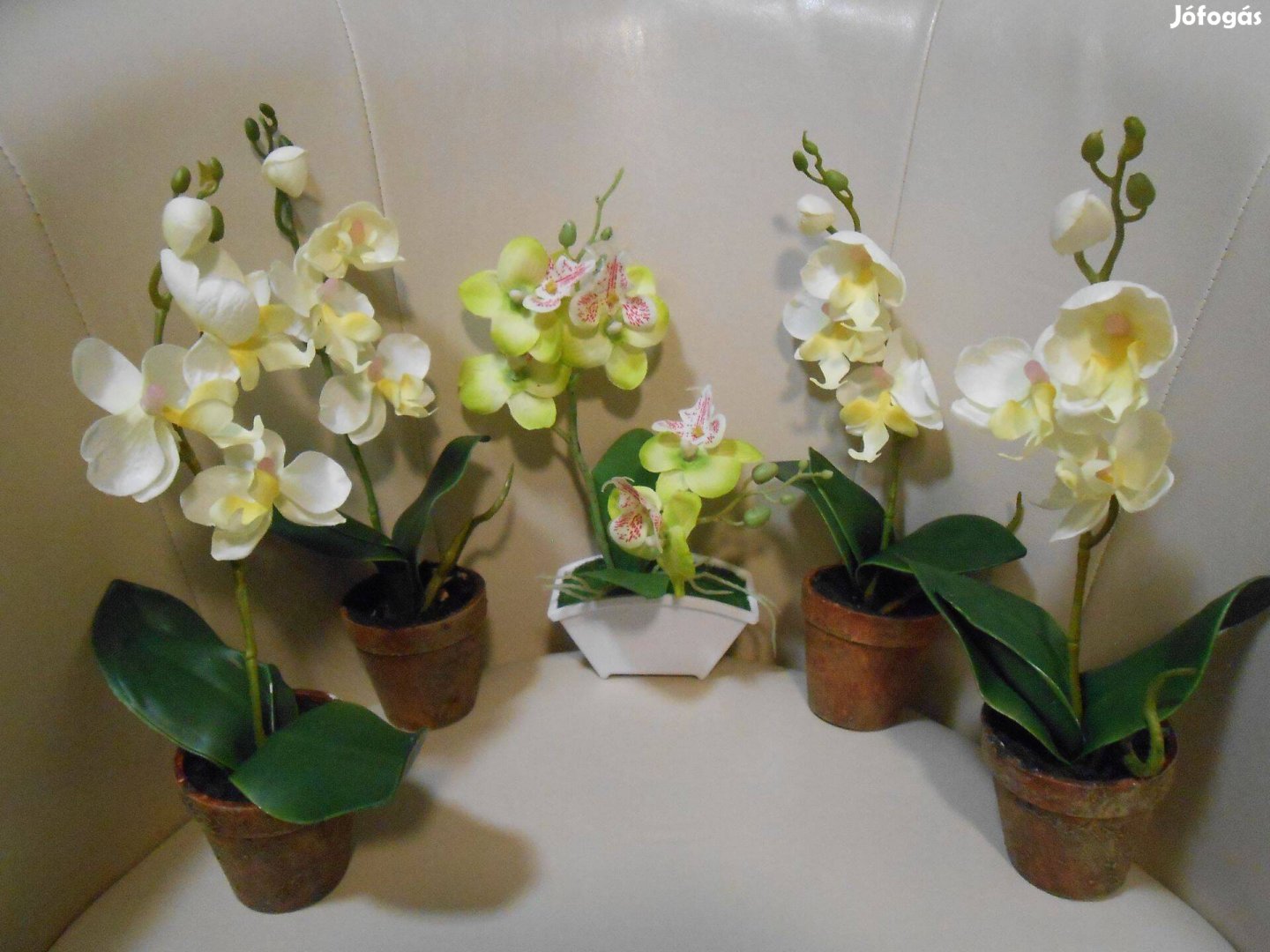 Gyönyörű mű orchidea,virág