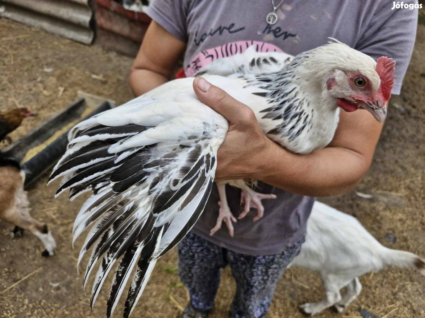 Gyönyörű sussex , kakas(kák)eladók