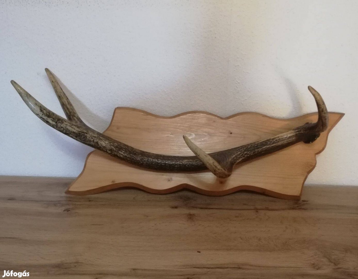 Gyönyörű szarvas agancs fogas
