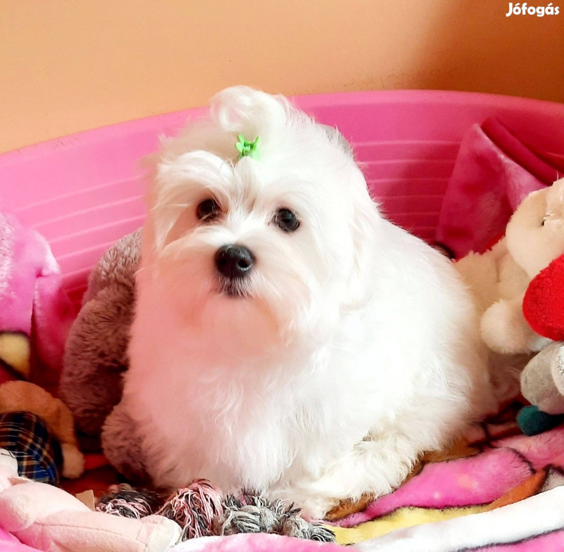 Gyönyörű szép hófehér Bichon Havanese kisfiú kiskutyák eladók