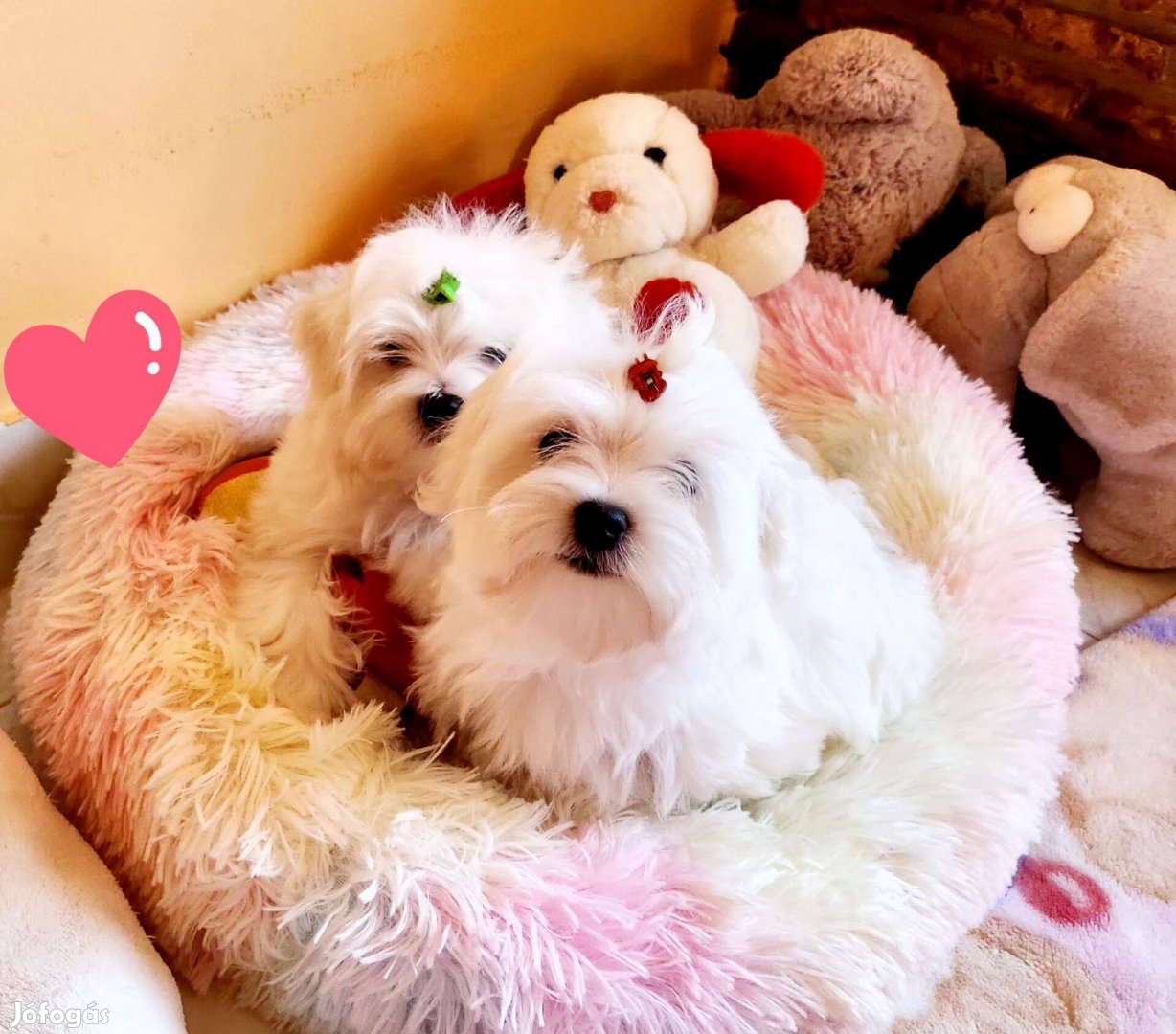 Gyönyörű szép hófehér kisméretű Bichon Havanese kiskutyák eladók